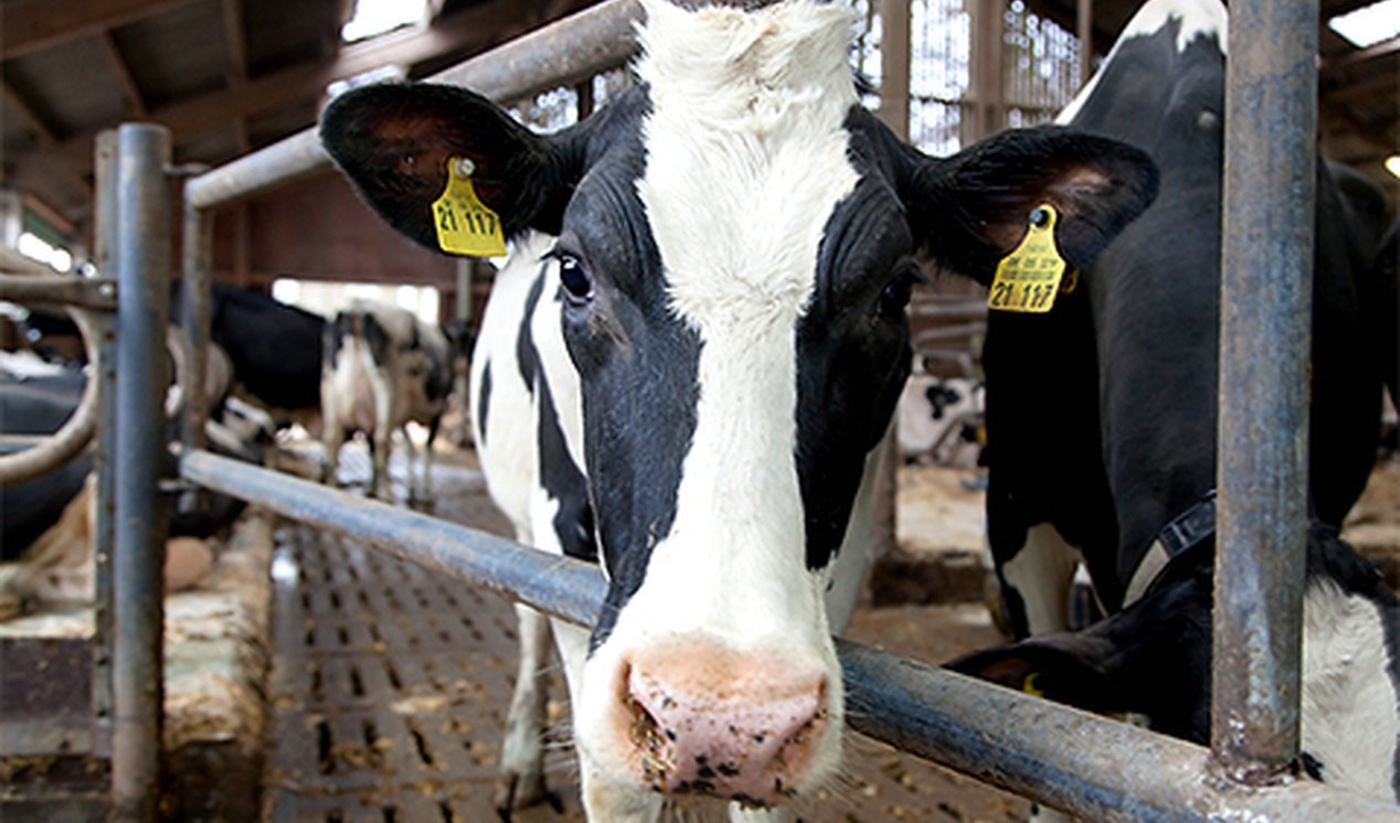 Milch - Herwing